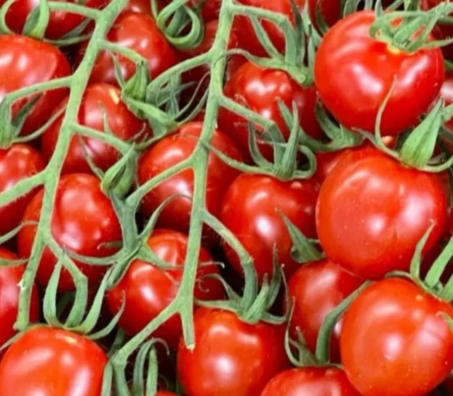 Tomate Supersweet 100 Kirschtomate 15 Samen F1 Süße Cherrytomate Tomatensamen