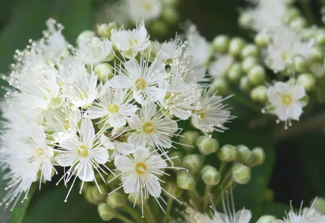 30ml Australian Lemon Myrtle. Lemon Myrtle Essential Oil-backhousia citriodora