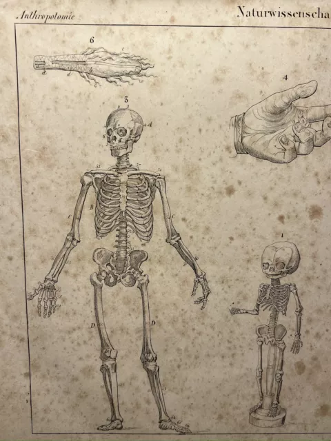 Antiquarische Lithographie 1833 Skelett Totenkopf Anatomie Anthropologie Knochen