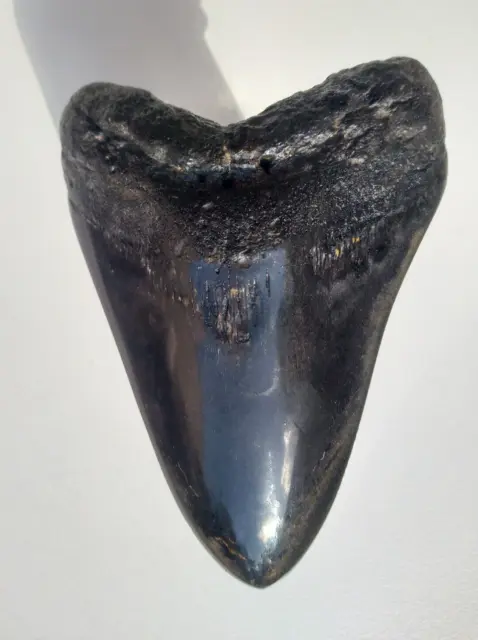 Giant Black 5  Inch Megalodon Fossil Shark Tooth