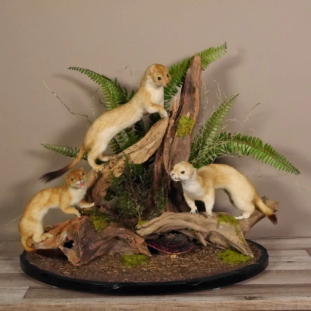 Hermeline Familia Preparado En Raíz Longitud 43CM Comadreja para Animales