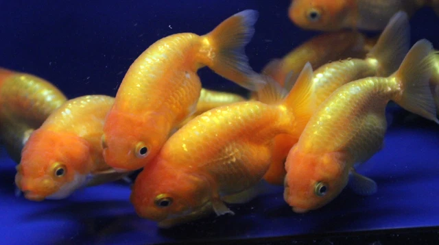Live Red Ranchu Goldfish sm. for fish tank, koi pond or aquarium 2