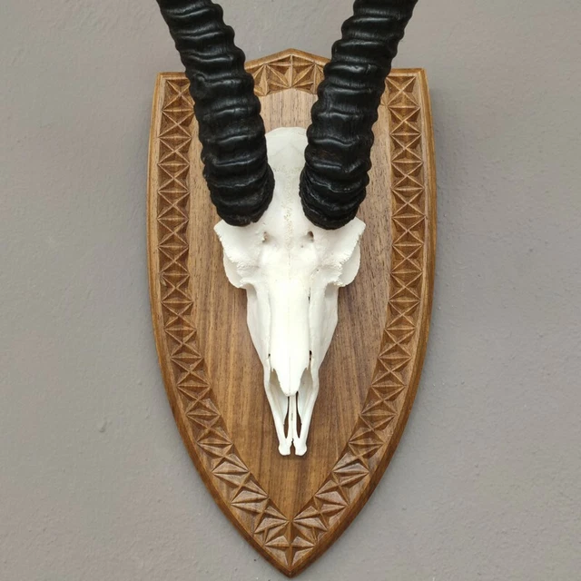 Gacela Antílope Trofeo de Calavera En Escudo de Trofeo Hl 31 CM Decoración 3