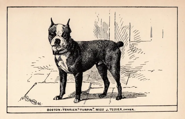 Antique Boston Terrier Print 1912 Moore Boston Terrier  Wall Art Decor 4807f