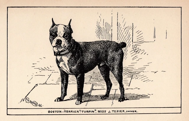 Antique Boston Terrier Print 1912 Moore Boston Terrier Wall Art Decor 4807f Antique Boston Terrier Print 1912 Moore Boston Terrier Wall Art Decor 4807f
