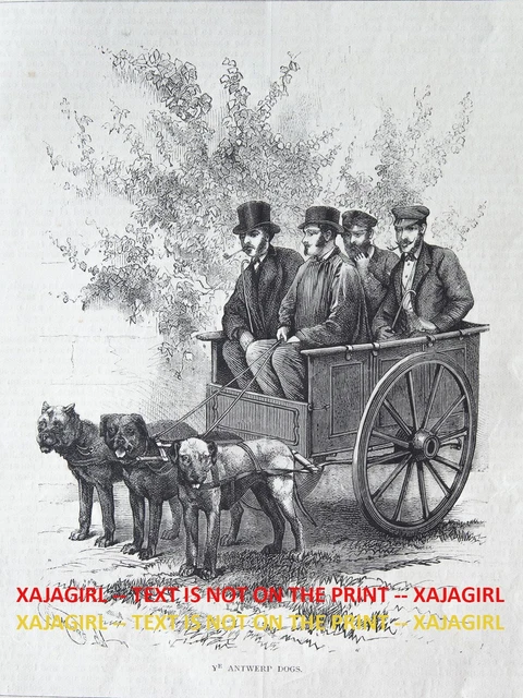 Dog Belgian Cart Dogs Pulling Wagon with 4 Men, 1880s Antique Print & Article