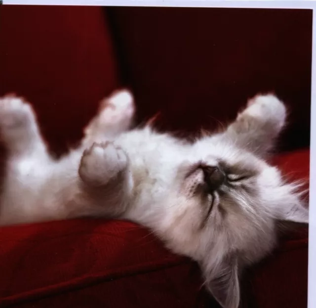 Klappkarte: müde kleine Katze - de luxe, quadratisch