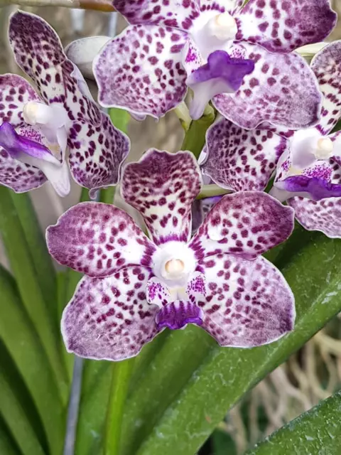 Vanda Papilionanda Kyra Green