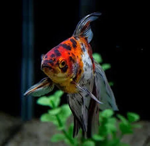Goldfish Fancy Calico Fantail LIVE FISH! High Quality!