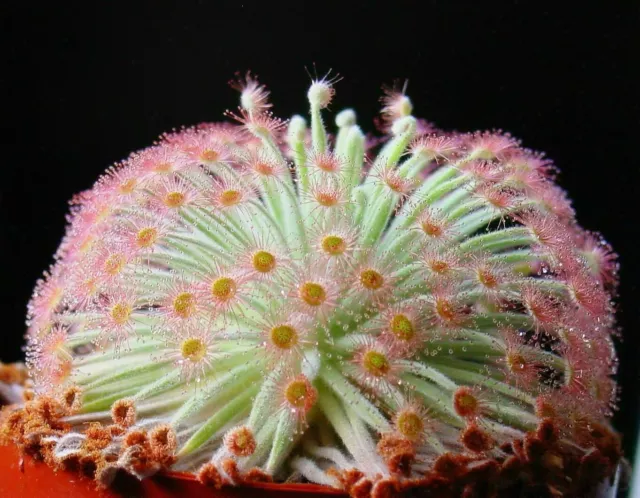 DROSERA DERBYENSIS - 10 graines de PLANTE CARNIVORE