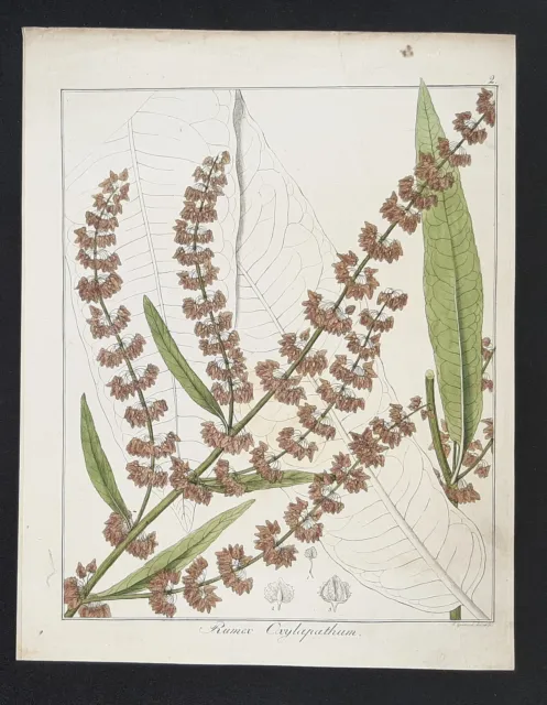 Kupferstich um 1835 + Text Rumex Oxylapathum Hayne Guimpel Botanik