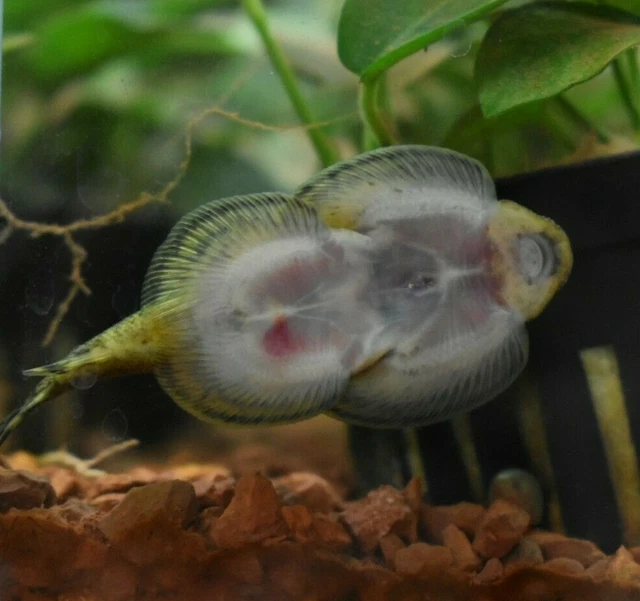Live Assorted Hillstream Loach (Pack of 3 Aquarium Fish) *PLS READ DESCR* 2