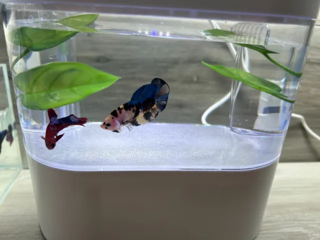 Desktop Fish Tank Mini Aquarium With USB Ports 4 Liters (top and below)  ≈ 1 gal 2