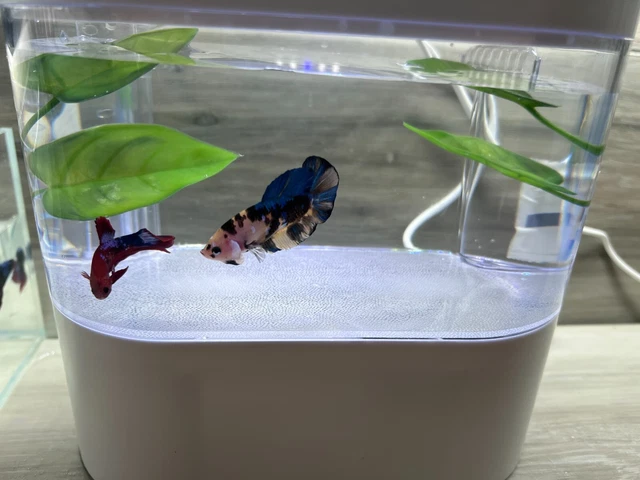 Desktop Fish Tank Mini Aquarium With USB Ports 4 Liters (top and below)  ≈ 1 gal 2
