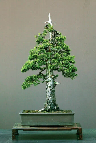 Abete Di Natale (Abies Balsamea) | Semi Del Mondo - Foto 6