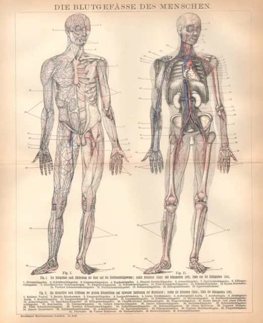 Die Blutgefässe des Menschen Aorta Schlagadern Anatomie  Lithographie von 1895