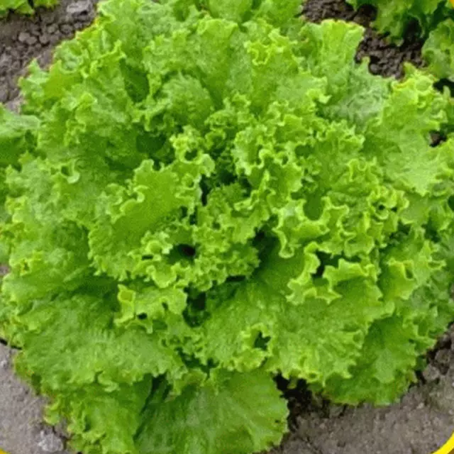 LETTUCE - Grand Rapids 400 seeds HEIRLOOM Salad garden easy to grow