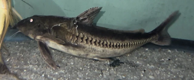 XL Centrodoras brachiatus 10-11” -Live Freshwater Tropical Aquarium Fish