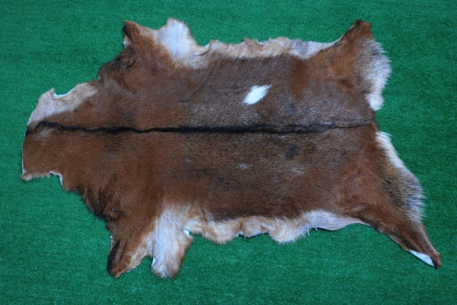 Nueva alfombra piel de cabra piel de pelo en área talla 32""x22"" piel de cabra animal A-2649