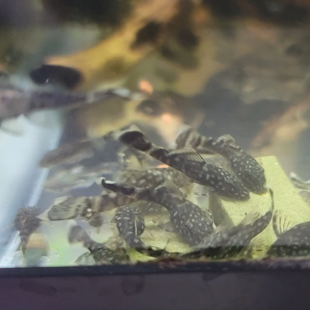 Common Chocolate Bristlenose Pleco 1.5-2" (Ancistrus Sp.)