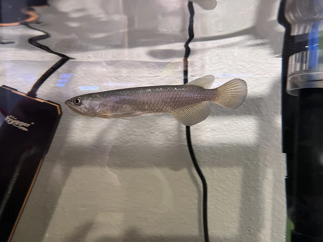 RARE Live Leichardti Arowana 4-5”Wild Caught Freshwater
