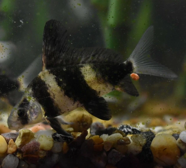 Live Hi-Fin Banded Shrk (3" Rare Algae Eater Sucker Fish) *PLS READ DESCR*
