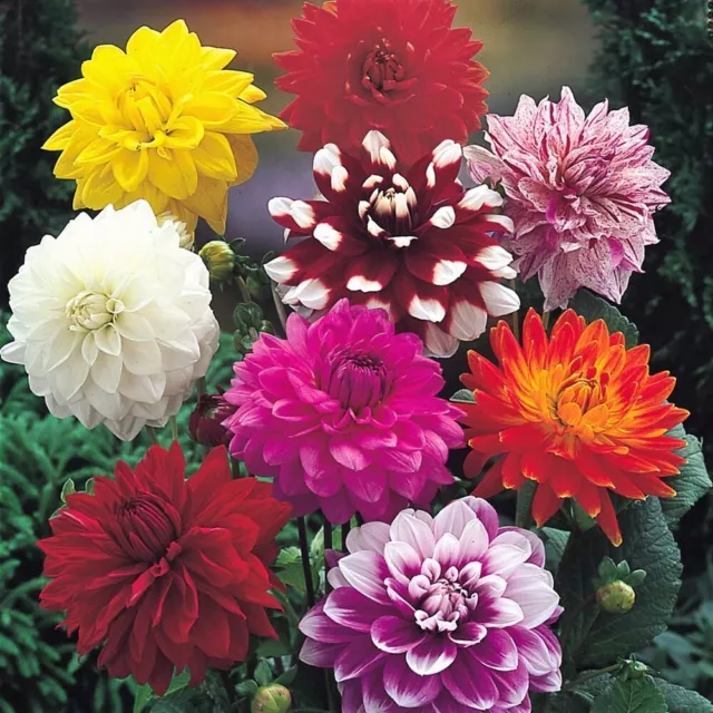 Mixed Dahlias x 5 Tubers Grade l.  Pretty Mixed Summer Flowers Easy To Grow 3