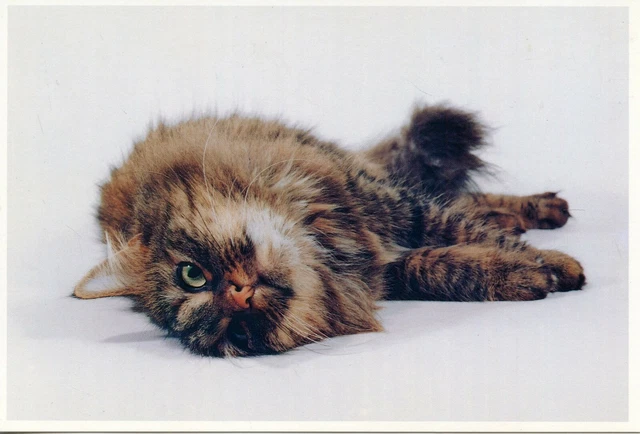 Cpsm / Carte Postale / Chat / Cat / Photo Josh Westrich / Essen 1