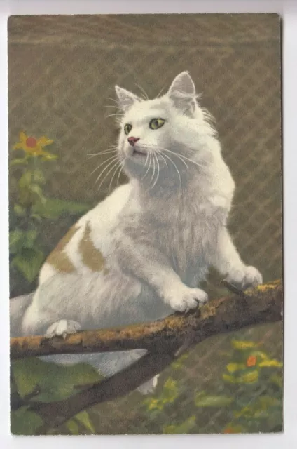 Cpa  Animal Fantaisie - Chat Cat Katze Blanc White & Tigre Suisse Vers 1920 ~D36