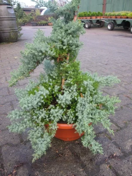 Juniperus procumbens Nana - enebro rastrero japonés