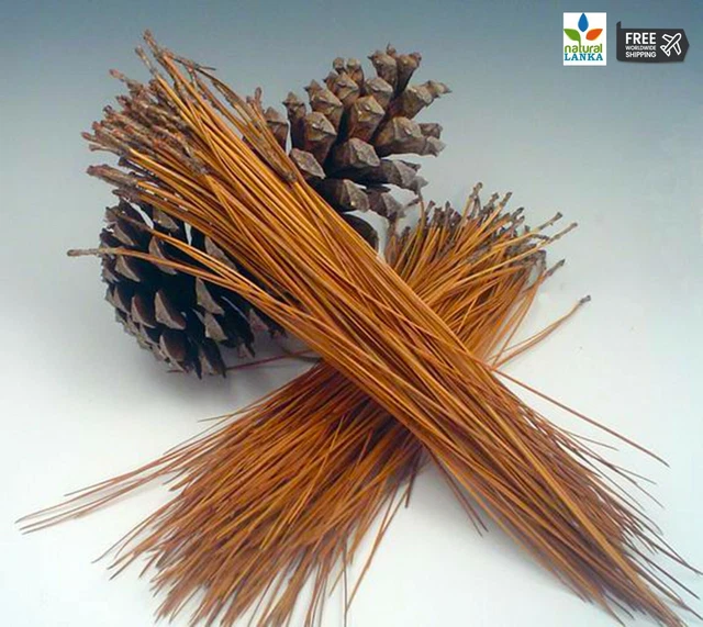 200 agujas de pino de hoja larga / paja de pino para artesanías, cestas, arreglo floral