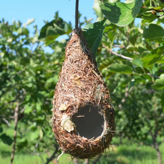 Bird Nest Breeding Bird Box Wild Bird Grass Canary Finch Budgie House