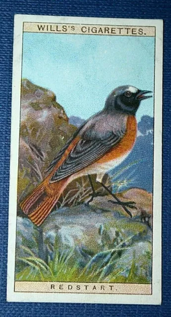 COMMON REDSTART   Vintage Illustrated Colour Card   XC18