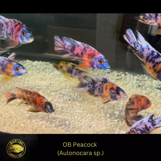 OB Peacock - Aulonocara sp. - Live Fish (1.75" - 2") - African Cichlid