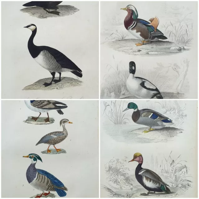 4  gravures d oiseaux originales 1835  4 bird rare bird duck hand painted print