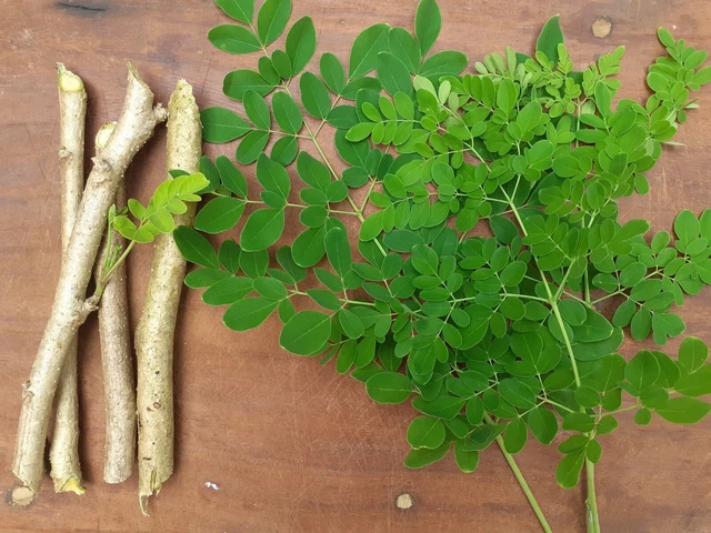 Live cutting moringa leaves plant tree cutting growing moringa oleifera 1 Free