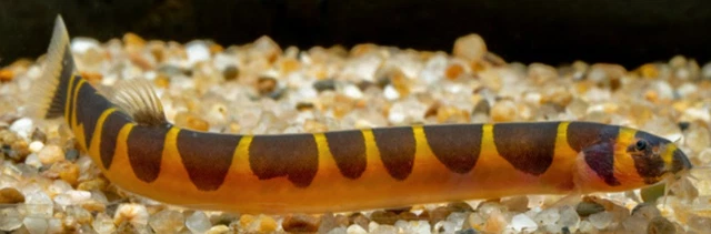 Pack of 3 Live Freshwater Kuhli Loach Tropical Fish 1.5-2" Inches Ships from AZ