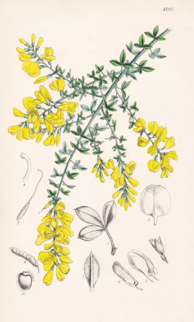 Genista Spachiana Canary Islands Botanik flower botany lithograph Curtis 4195