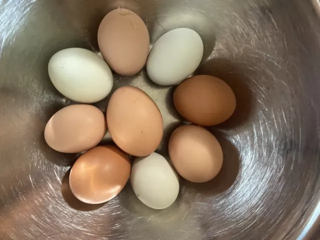 12 ++Organic EE (Easter Egger/Ameraucana/Olive Egger) Hatching Eggs