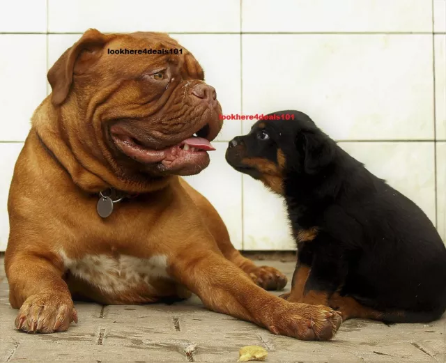 Rottweiler Dog Photo 4x6 Mastiff Animal Lovers Pets Cute Memorabilia