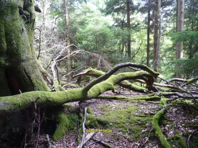 Photo 12x8 Storm debris Blairingone Moss covered windblown trees in Eastfi c2014