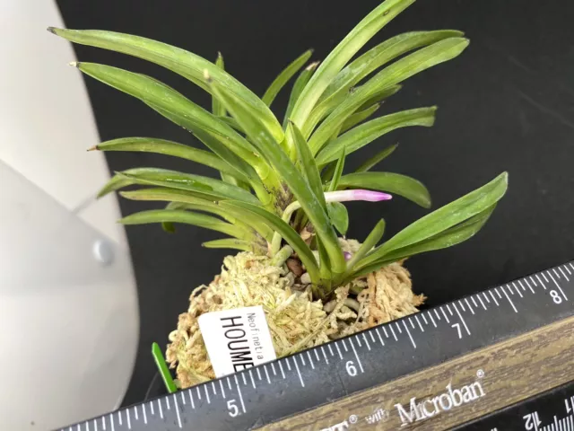 (BIN)Neofinetia falcata(japaneseorchid)tiger stripe/ruby roots/HOUMEIDEN 豊明殿