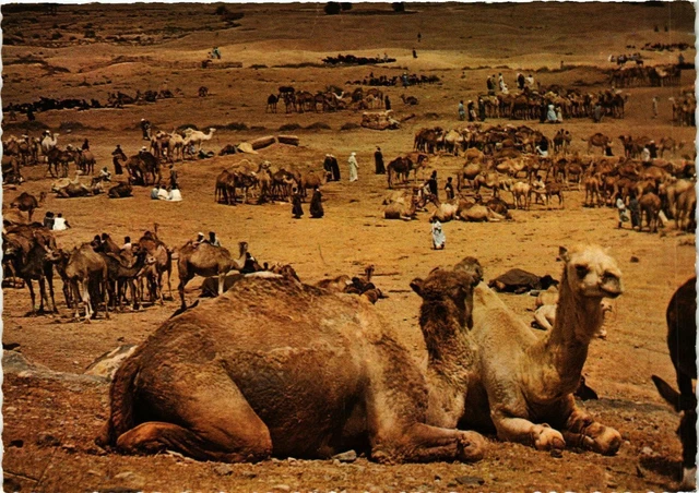CPM AK MAROC Le MAROC Pittoresque. Goulimine. Marche aux dromadaires (342762)