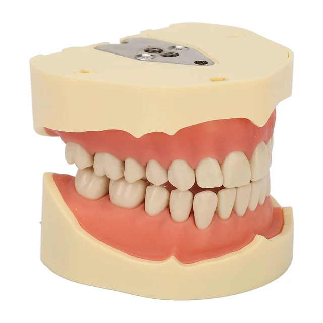 MODELLO DENTALE DENTI impianto restauro ponte impianto insegnamento per
