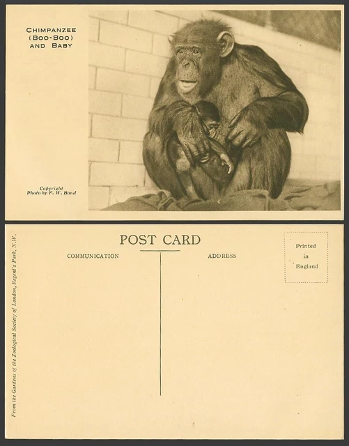 CHIMPANZEE BOO-BOO AND Baby London Zoo Animals by F.W. Bond Old ...