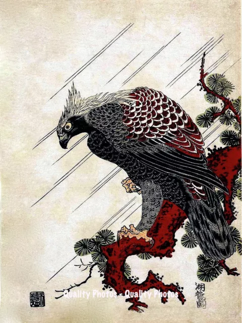 Japanese Eagle on Pine Branch, 8.5x11" Photo Print, Bird of Prey, Koryûsai, Edo