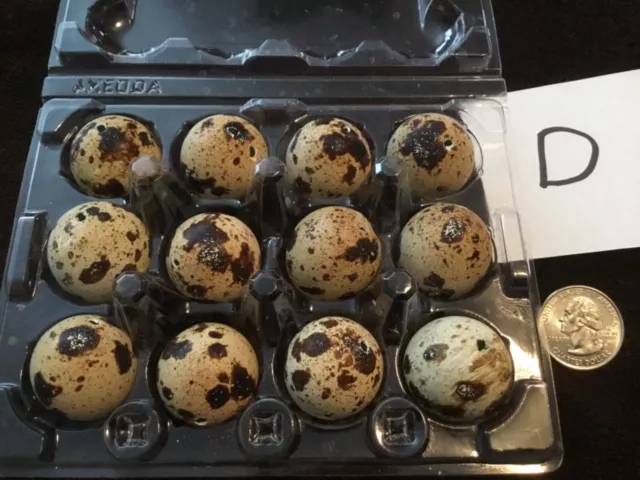 Lote de 12 huevos de codorniz codornix color natural real soplados un agujero artesanías de Pascua D