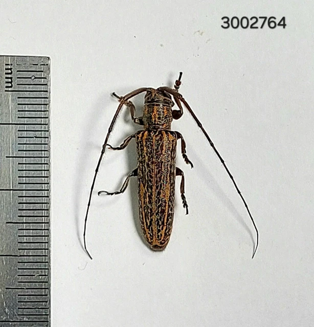 Beetles, Insects & Butterflies, Animals, Collectibles - PicClick CA