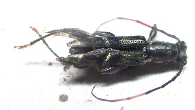 O001 PA : Cerambycidae: Polyphida species? female 11mm***********************