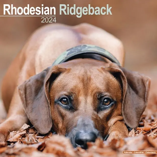 Rhodesian Ridgeback Calendar 2024 Square Dog Breed Wall Calendar - 16 Month